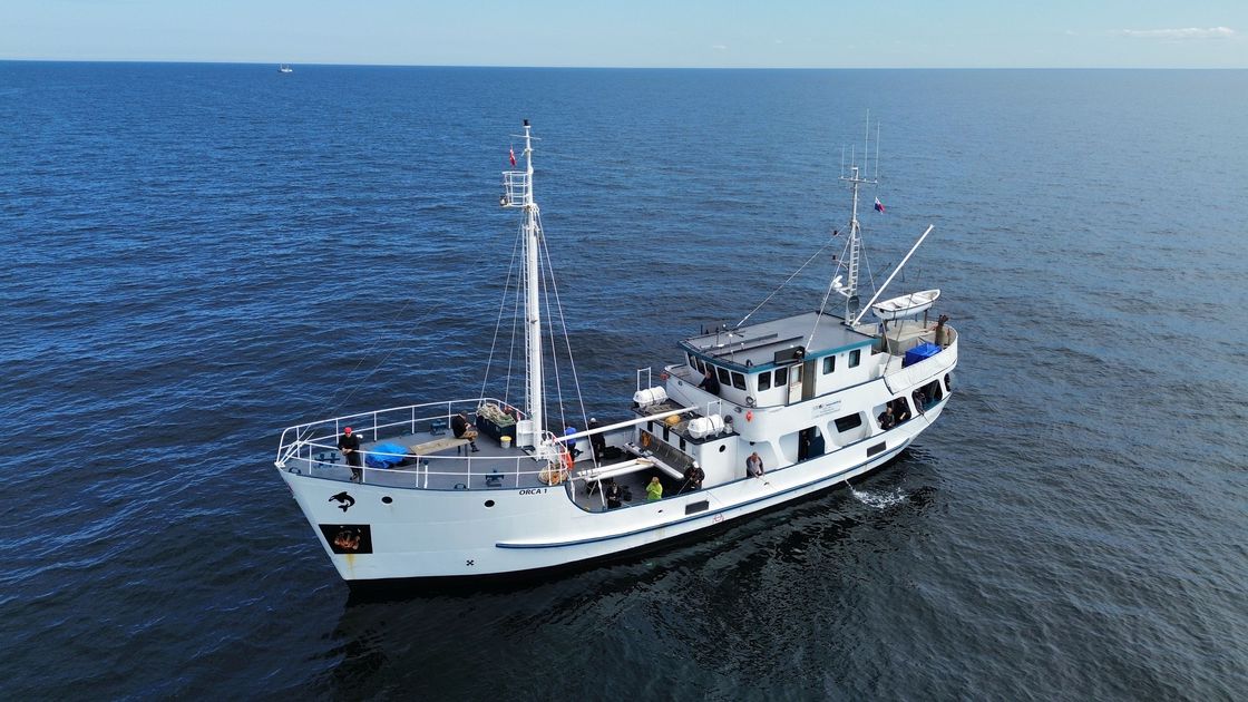 angeln gelbes riff orca